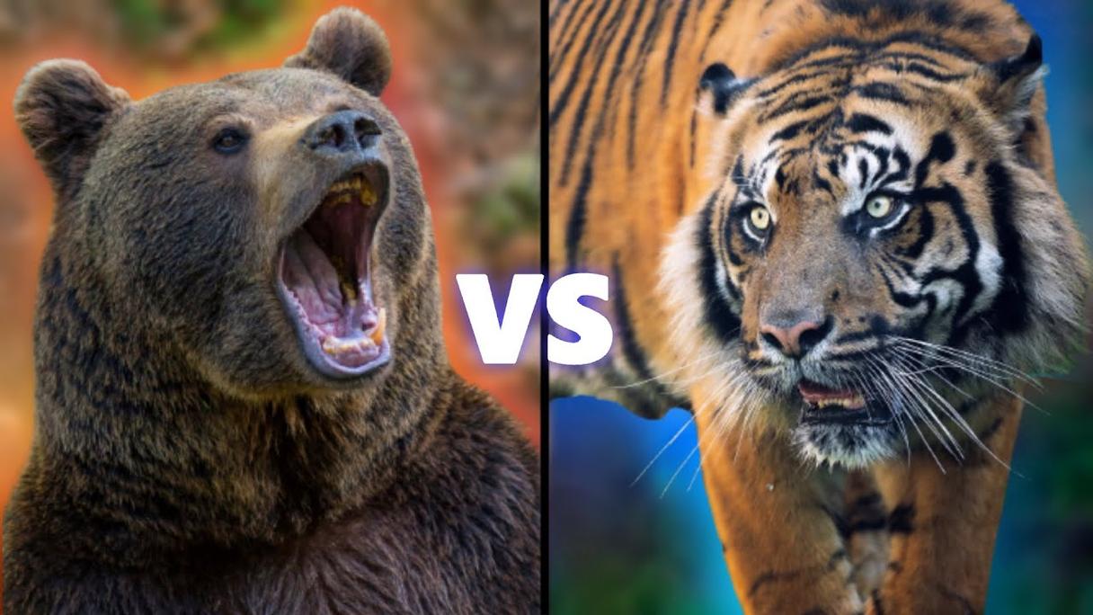 灰熊vs老虎谁会赢